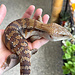 Northern Blue Tongue Skink 'AU6'