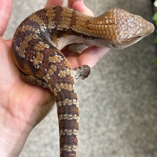 Northern Blue Tongue Skink 'AU6'