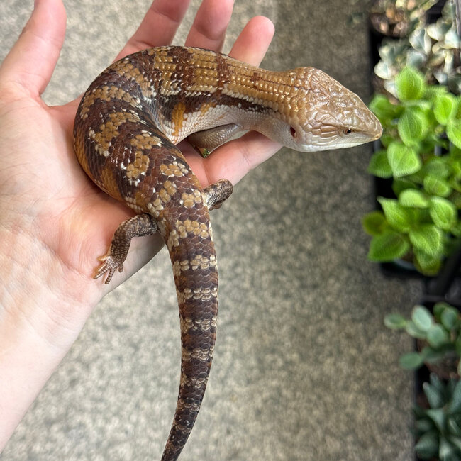Northern Blue Tongue Skink 'AU6'
