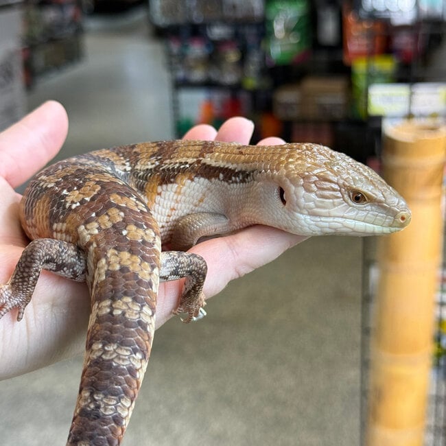 Northern Blue Tongue Skink 'AU6'