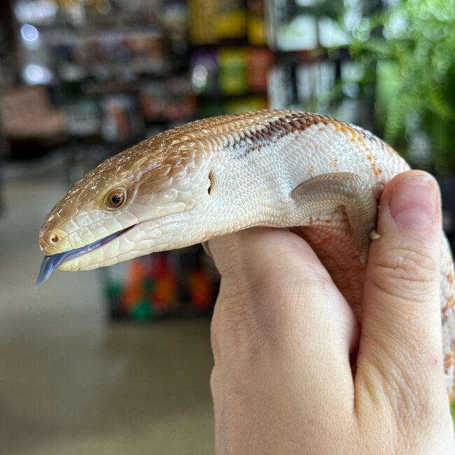 Northern Blue Tongue Skink 'AU6'