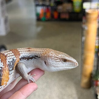 Northern Blue Tongue Skink 'AU4'
