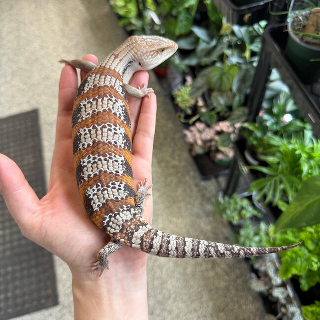 Northern Blue Tongue Skink 'AU4'