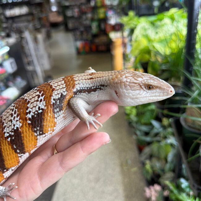 Northern Blue Tongue Skink 'AU4'