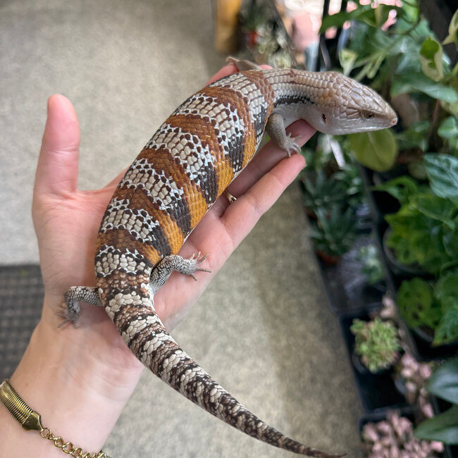 Northern Blue Tongue Skink 'AU4'