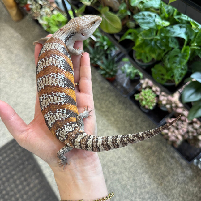 Northern Blue Tongue Skink 'AU4'