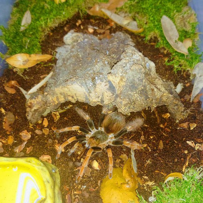 Josh's Frogs Arachnid BioBedding Bioactive Substrate - 2 quart