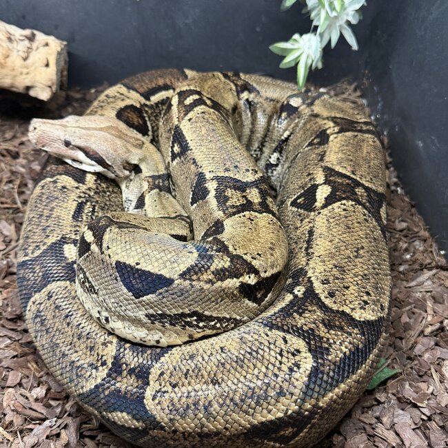 Boa Constrictor constrictor Male 'Thunderdel' SP