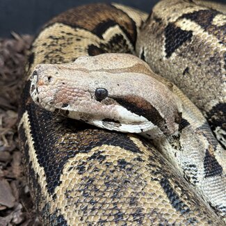 Boa Constrictor constrictor Male 'Thunderdel' SP