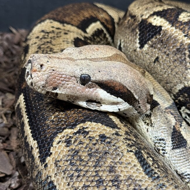 Boa Constrictor constrictor Male 'Thunderdel' SP