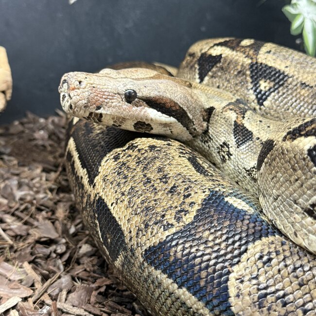 Boa Constrictor constrictor Male 'Thunderdel' SP