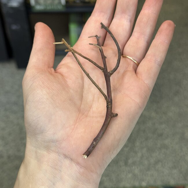 Manzanita Mini Branch for Spiders