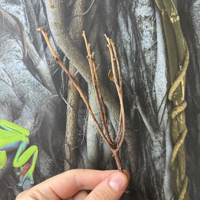 Manzanita Mini Branch for Spiders