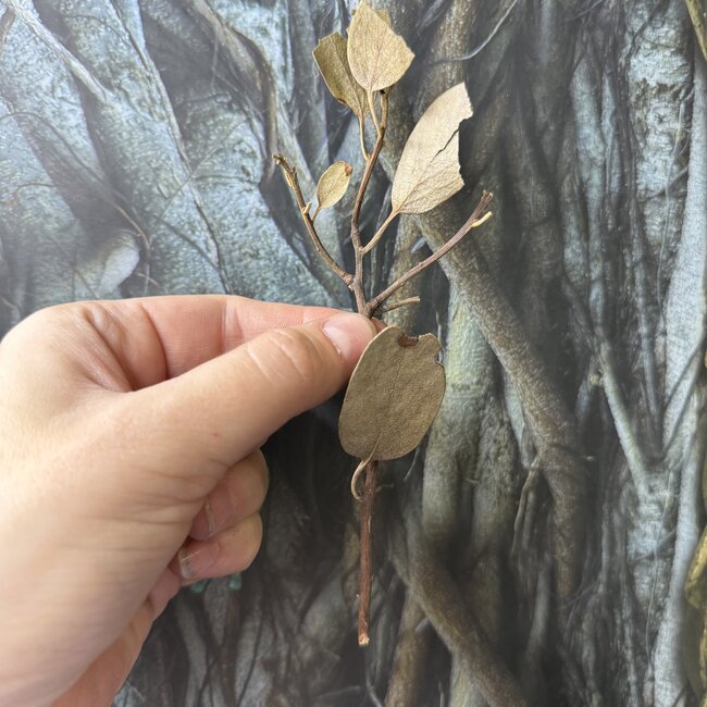 Manzanita Mini Branch for Spiders