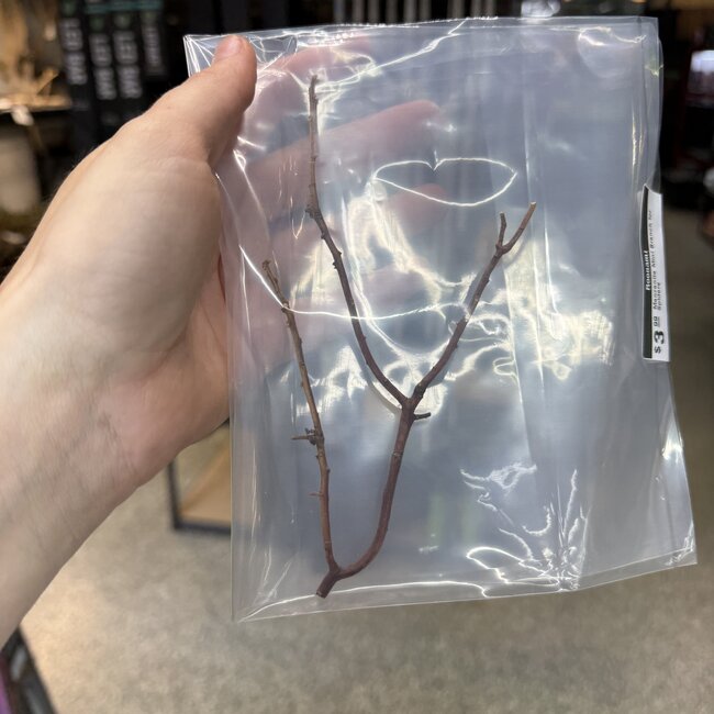 Manzanita Mini Branch for Spiders