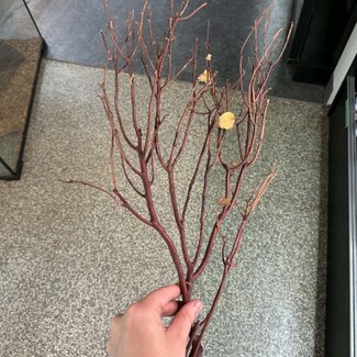 Natural Manzanita Red Bark Branch 3 Pack Medium