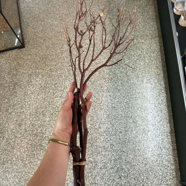 Natural Manzanita Red Bark Branch 3 Pack Medium