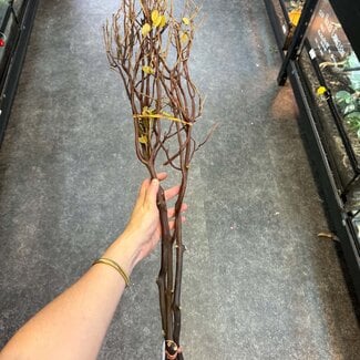 Natural Manzanita Red Bark Branch 3 Pack Large