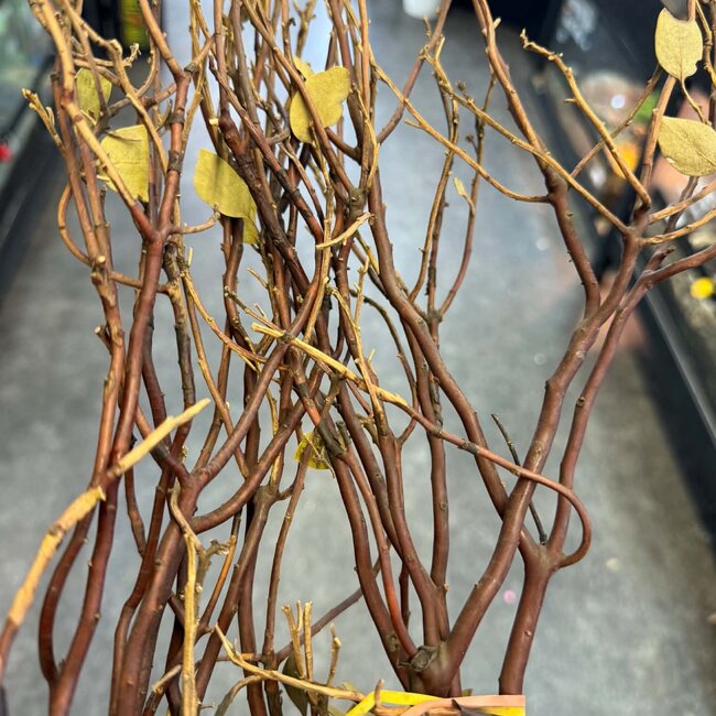 Natural Manzanita Red Bark Branch 3 Pack Large
