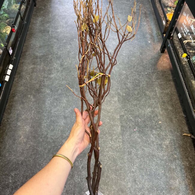 Natural Manzanita Red Bark Branch 3 Pack Large