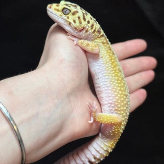 Leopard Gecko 'Nora' White Yellow Red Stripe Female SP