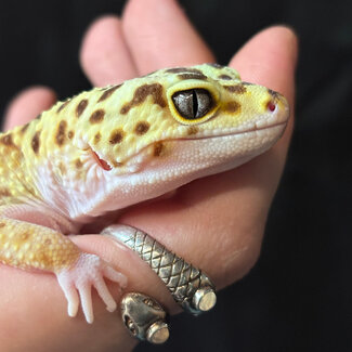 Leopard Gecko 'Nora' White Yellow Red Stripe Female SP