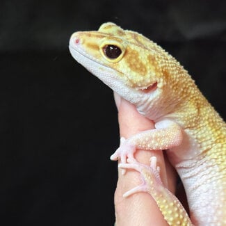Leopard Gecko White Yellow RAPTOR 'Ginny' Female 2021 SP