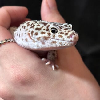 Leopard Gecko 'Ghost' TUG Snow 2022 Male SP