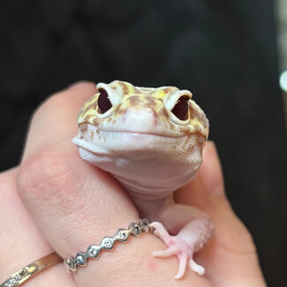 Leopard Gecko 'Creature' Female SP