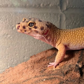 Leopard Gecko 'Sunner' Male SP 2021