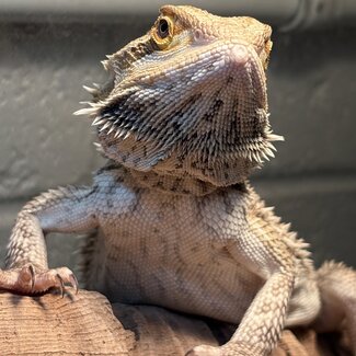 Bearded Dragon 'Pistachio' Female SP