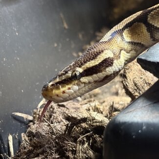 Ball Python 'Legs' SP