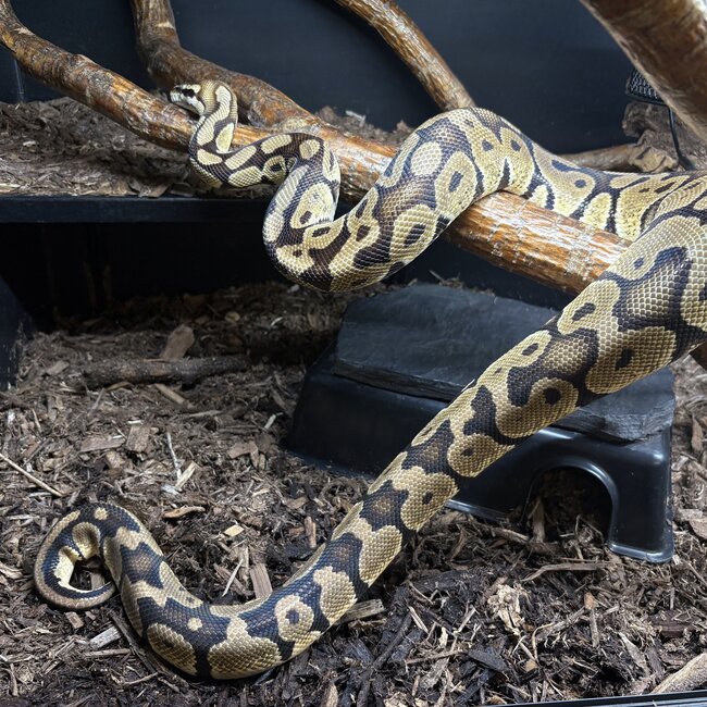 Ball Python 'Legs' SP
