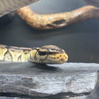 Ball Python 'Legs' SP