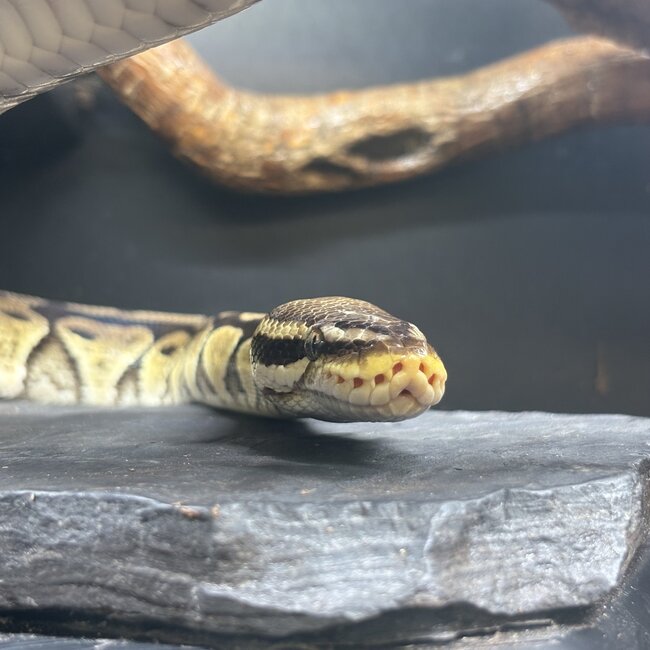 Ball Python 'Legs' SP