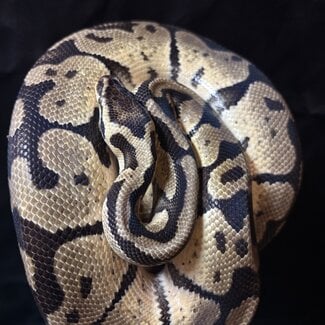 Ball Python ' Wiggles' SP