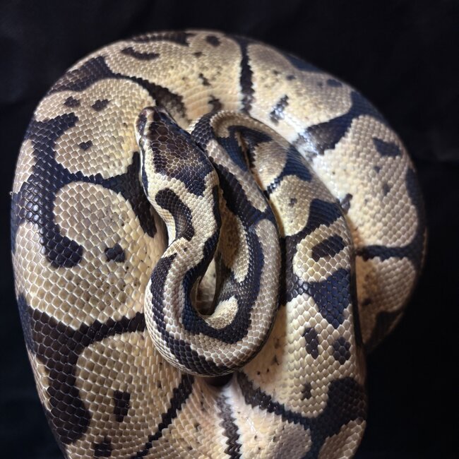 Ball Python ' Wiggles' SP