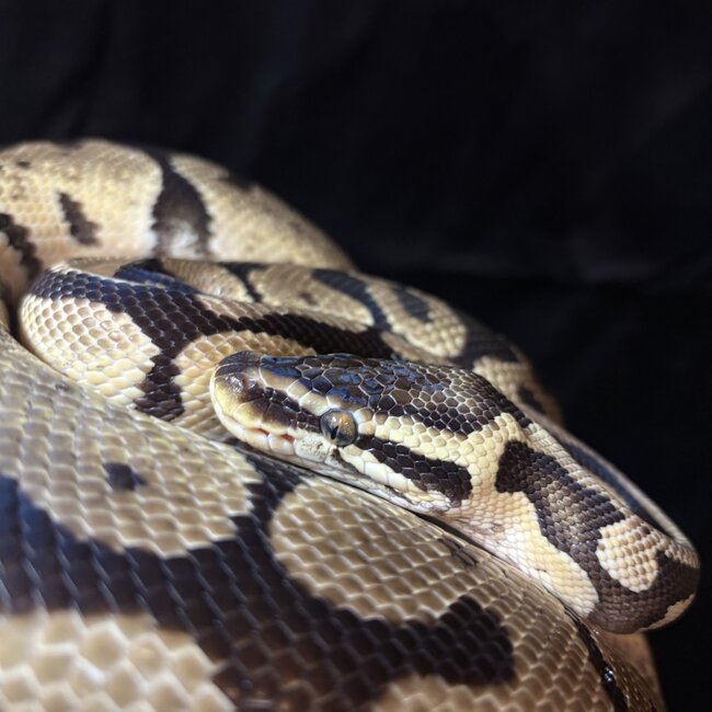 Ball Python ' Wiggles' SP