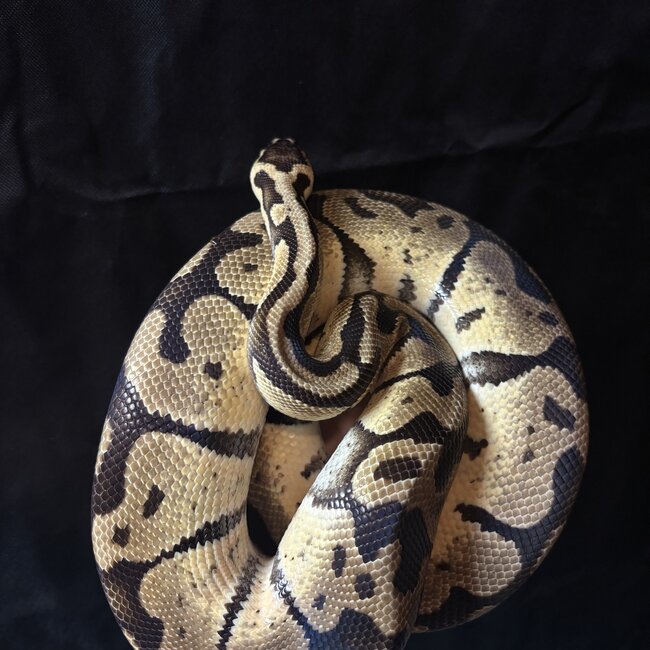 Ball Python ' Wiggles' SP