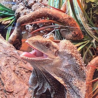 Australian Frilled Dragon, Chlamydosaurus kingii