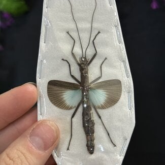 Dry Taxidermy Orthomeria versicolor Blue Wing Stick Insect A1