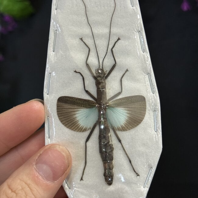 Dry Taxidermy Orthomeria versicolor Blue Wing Stick Insect A1
