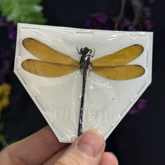 Dry Taxidermy Assorted Damselflies, A1 Spread