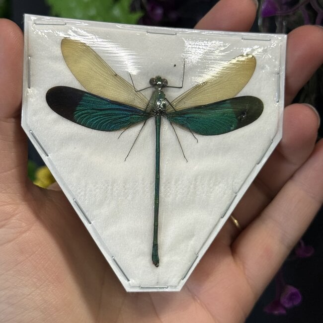 Dry Taxidermy Assorted Damselflies, A1 Spread