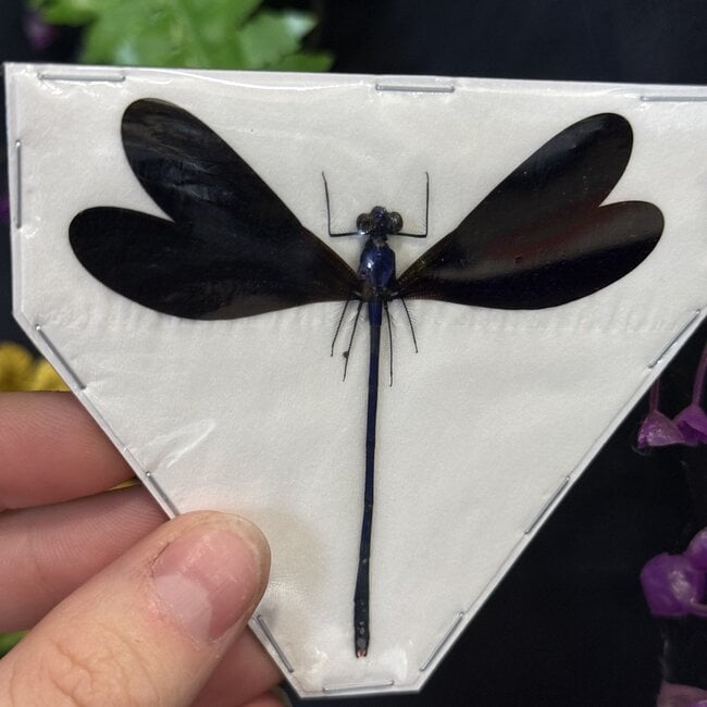 Dry Taxidermy Assorted Damselflies, A1 Spread