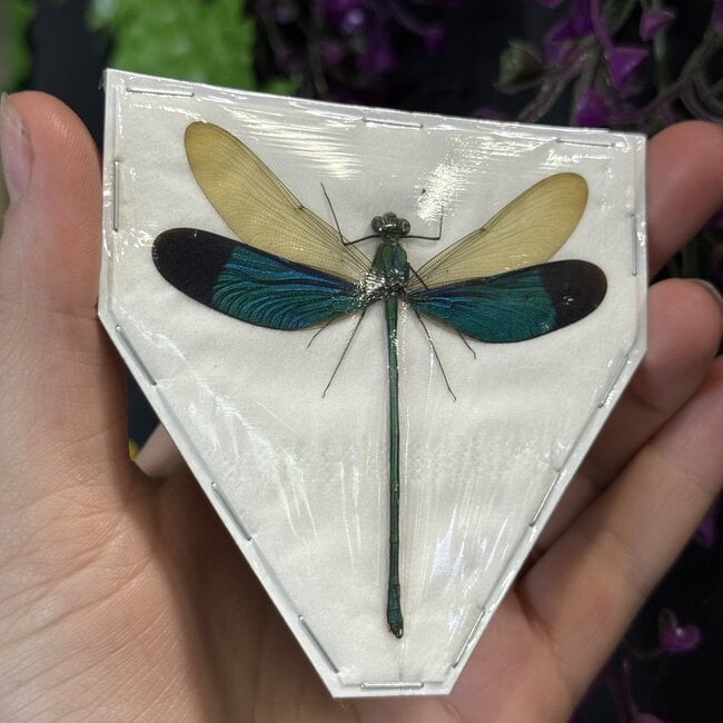 Dry Taxidermy Assorted Damselflies, A1 Spread
