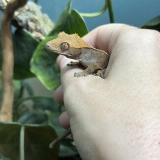 Cappuccino Crested Gecko 'a'