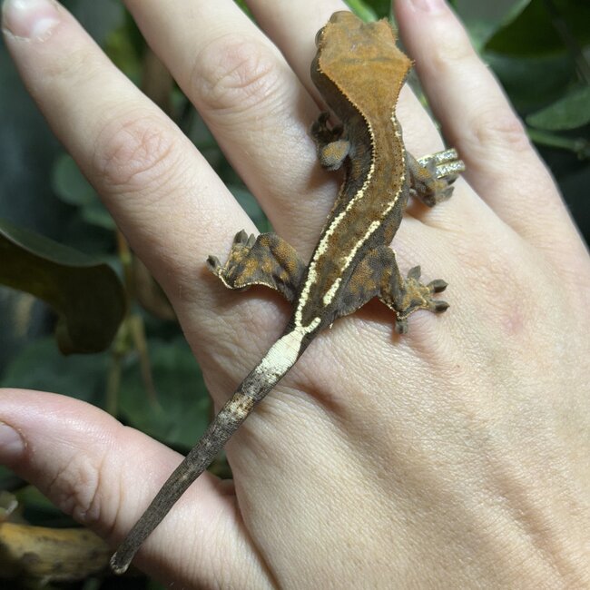 Cappuccino Crested Gecko 'a'