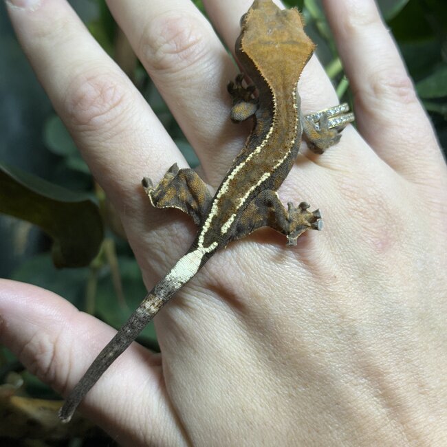 Cappuccino Crested Gecko 'a'