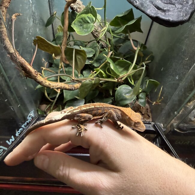 Cappuccino Crested Gecko 'a'